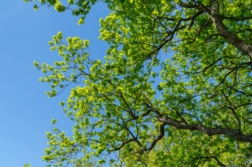 Colori delle foglie della quercia in primavera