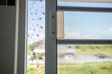 Many mosquitoes flying in to the house while insect net was opened