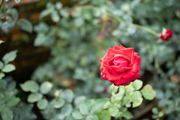 Beautiful red roses flower in the garden