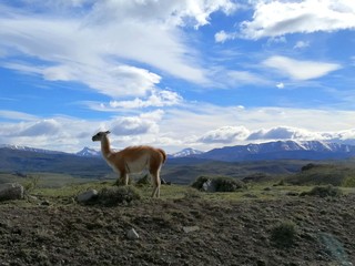 Naklejka premium South America Chile Patagonia National Park Torres del Paine Adventure Guanaco Lama Guanicoe Chulengos Wild Animals Safari Expeditions
