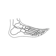 Skeleton of human foot from side. Drawn by lines on white background. Vector Stock illustration.