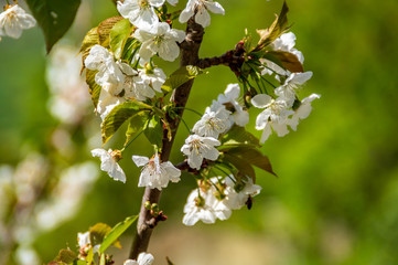 Fiori del ciliegio in primavera