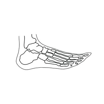 Skeleton of human foot from side. Drawn by lines on white background. Vector Stock illustration.