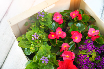 Spring flowers for planting in a wooden box