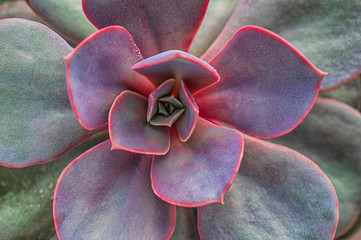 Macro photo of succulents. Natural background with succulent.