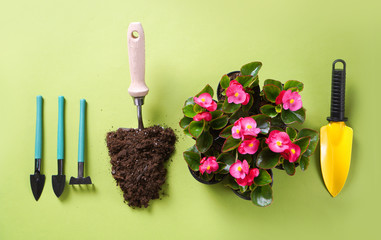 Spring flowers in pots, miniature garden tools and soil on the green background. Top view.