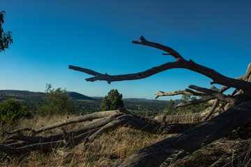 Fallen over tree on a hill. Toppled over tree overlooking the edge of a mountain