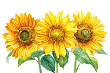 sunflowerson an isolated white background, watercolor botanical illustration