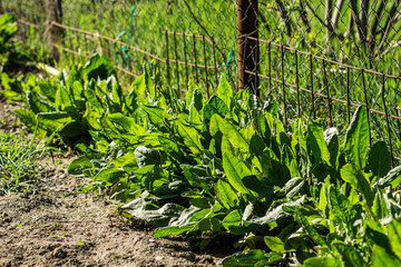 green vegetables in the garden