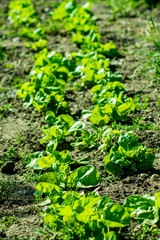 green plant growing in the garden