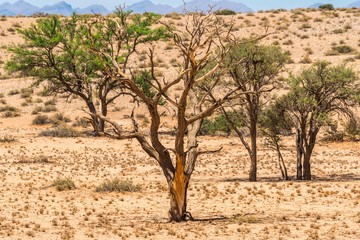 Fototapeta na wymiar Landscape Namibia