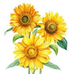 Fototapeta na wymiar bouquet of flowers, sunflowers on an isolated background, botanical illustration, watercolor floral design