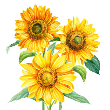 bouquet of flowers, sunflowers on an isolated background, botanical illustration, watercolor floral design