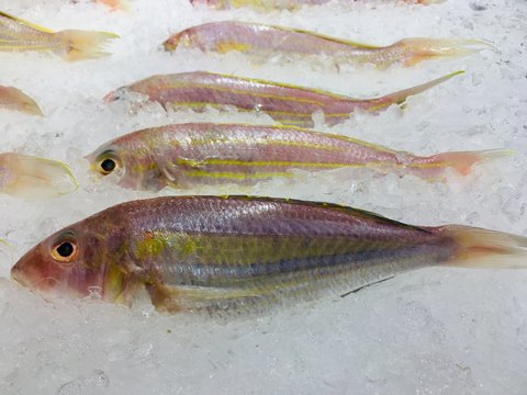 Fresh fish (Ornate Threadfin Bream fish) on ice seafood booth in supermarket