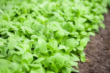 green vegetable plots in closed houses to protect against insects