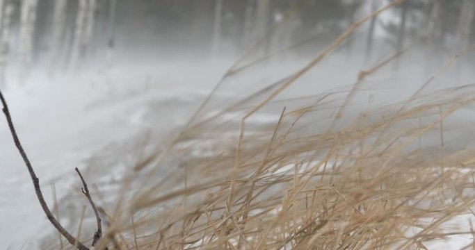 Close up of reeds getting pummeled by strong gale force winds during winter snowstorm