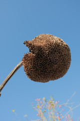Dry sunflower on a blue sky background