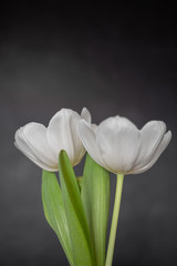 Two white tulips on a dark background