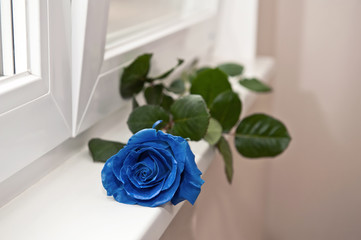 One blue rose lies on a windowsill on a light background color 2020