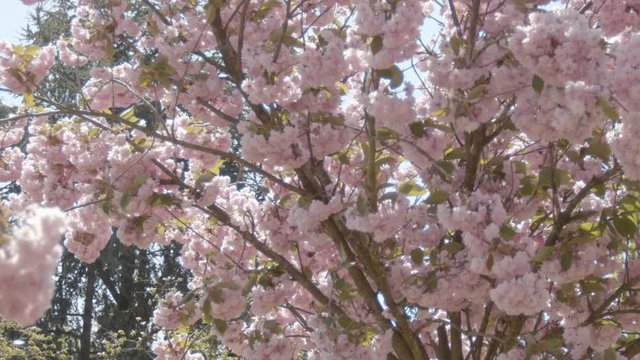 Pink Blossom falling of tree in slow motion