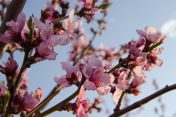 Buds and flowers on the branches of peach. Flowering tree in early spring. Pink flowers on a fruit tree on a background of greenery.