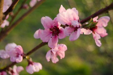 Buds and flowers on the branches of peach. Flowering tree in early spring. Pink flowers on a fruit tree on a background of greenery.