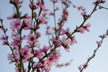Buds and flowers on the branches of peach. Flowering tree in early spring. Pink flowers on a fruit tree on a background of greenery.