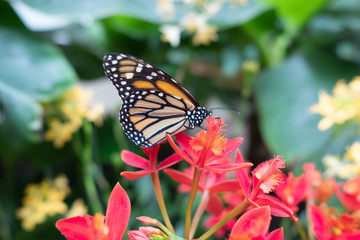 Fototapeta na wymiar Side view of a Monarch butterfly on a little red flower