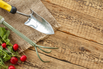 Ripe red radishes with garden tools on sackcloth and wooden boards.