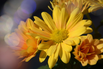 yellow marguerite daisy flowers with colorful bokeh effects in spring sun
