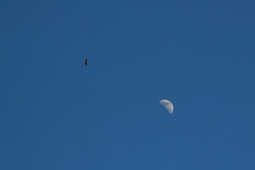 Gabelweihe, Rotmilan (Milvus milvus), links , kreist über Halbmond vor blauem Himmel, rechts, tags über,  Freiraum rechts oben