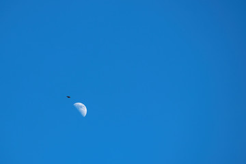 Gabelweihe, Rotmilan (Milvus milvus) , kreist neben Halbmond vor blauem Himmel, unten links, tags über,  Freiraum oben und rechts