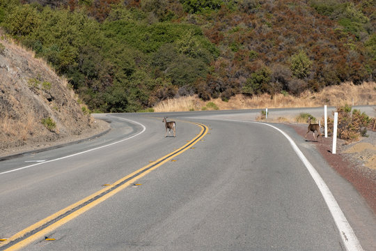 famliy of deers crossing the road in north california