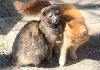 Obraz premium two little kittens