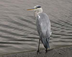 grey heron ardea cinerea fishing in the shallows of sounthern england river