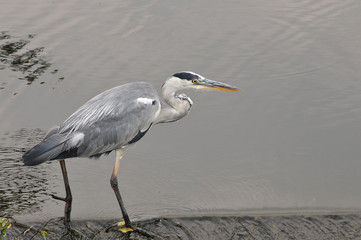 young grey heron hunting in the river stour dorset england