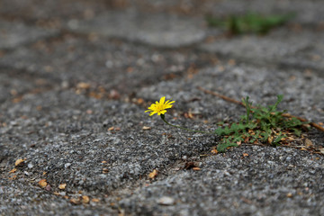 gelber Löwenzahn auf dem Gehweg 