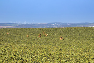 Ein Sprung Rehe (Capreolus capreolus) auf einem Rapsfeld im Frühjahr, mittig, im Hintergrund ein...