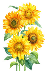 bouquet of flowers, sunflowers on an isolated background, botanical illustration, watercolor floral design