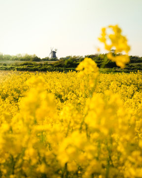 Rapsfeld auf F&ouml;hr. 