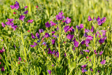 Fototapeta premium Echium vulgare. Plantas de viborera con flores. Lengua de buey.