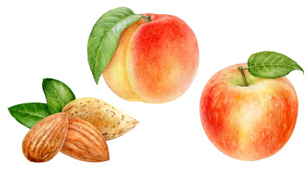 Peach almond apple set watercolor isolated on white background