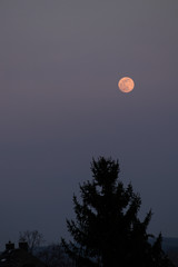 Mond (luna) Vollmond, Blutmond, Supermond vor violettem Hintergrund, in Dämmerung mit Baumspitze untenfreier Raum links