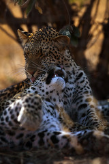 The Leopard (Panthera pardus), portrait at sunset. Leopard in a yellow dry bush in a South African...