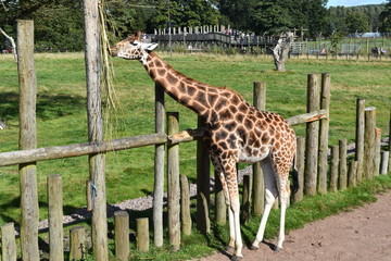 giraffe in the park