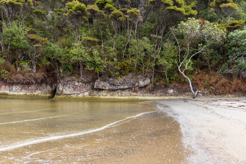 Trees at Cooks beach  at Purangi in New Zealand