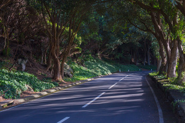 The road in the forest near Vigia das Baleias. Terceira, Azores. Portugal