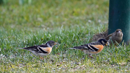 brambling, fringilla montifringilla, perched on grass in the spring