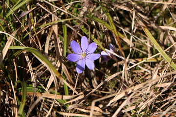 Flower - Blue flower grows in the forest.