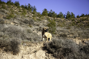Hunter dog bloodhound
